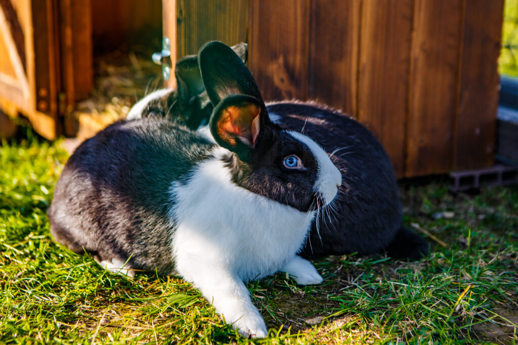 Zajace Farma Oravsky Haj