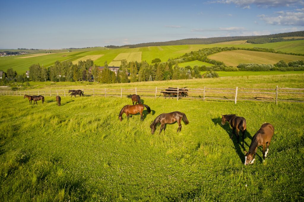 kone-na-luke-oravsky-haj